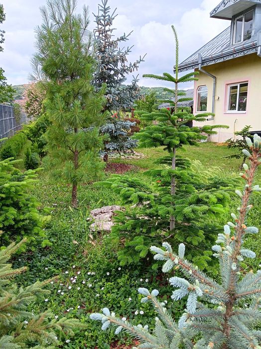 Urgent .Proprietar, parter la casa cu etaj, Mogosesti - Iasi, 10 km