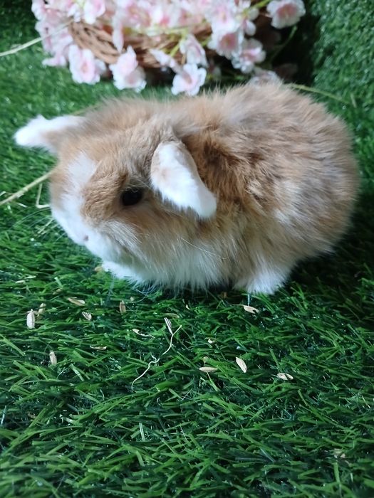 Декоративные кролики