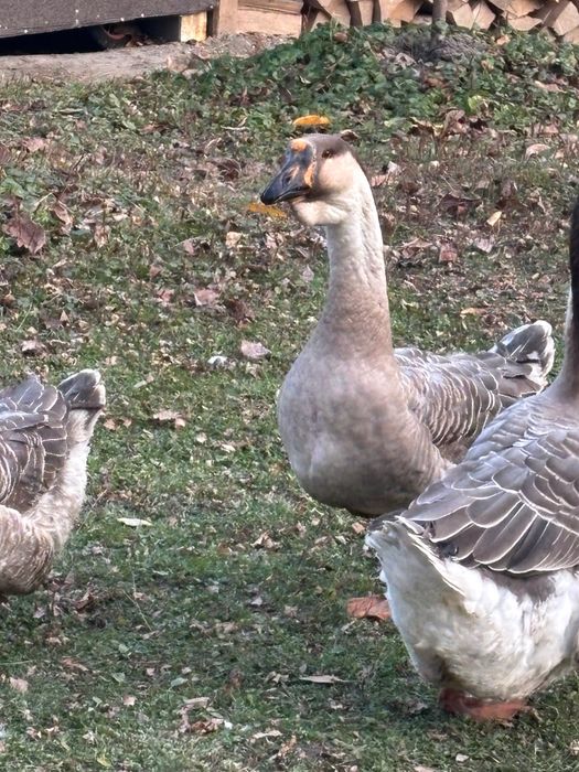 Gâscan Leșesc 2025