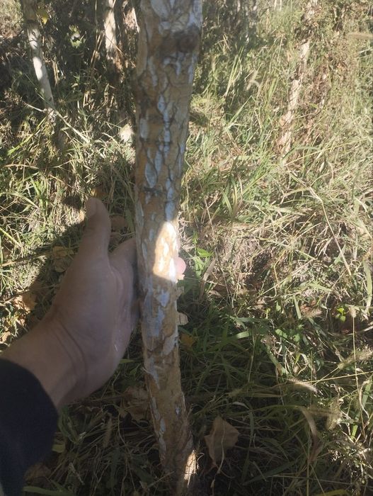 Берйоза  3metrda 4.5 metrgacha