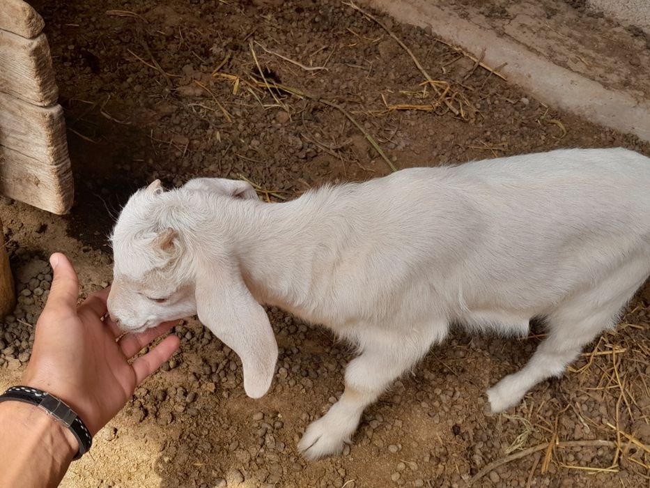 Срочно продаются козы с козлятами!!