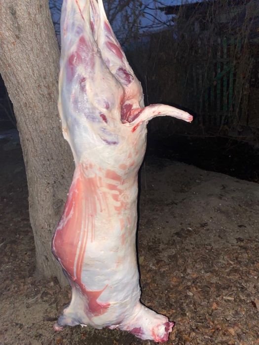 Бараны , койлар .