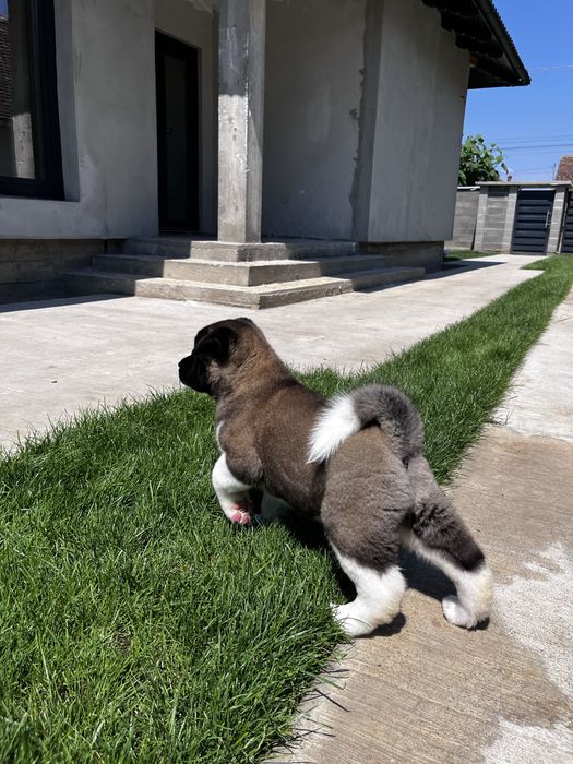 Akita American Femela