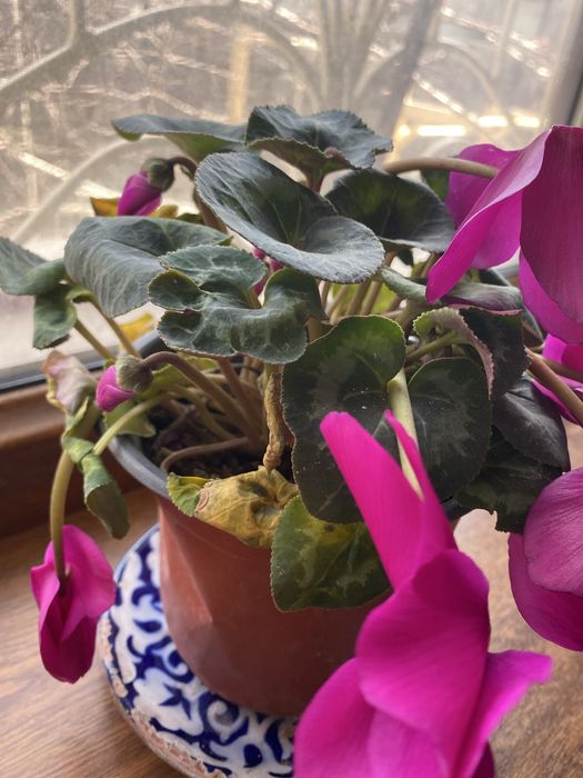 Цикламен персидский