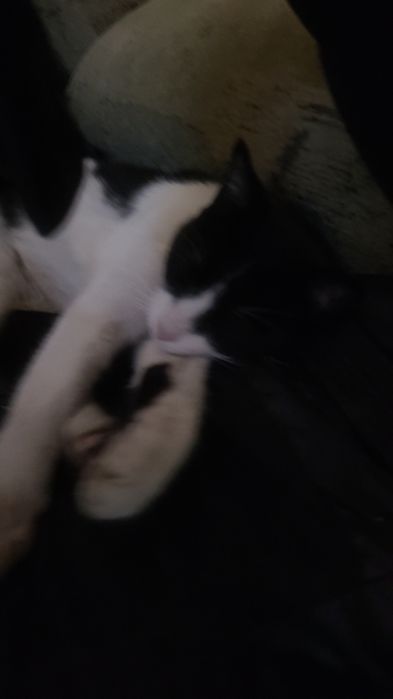 Кошка в добрые руки