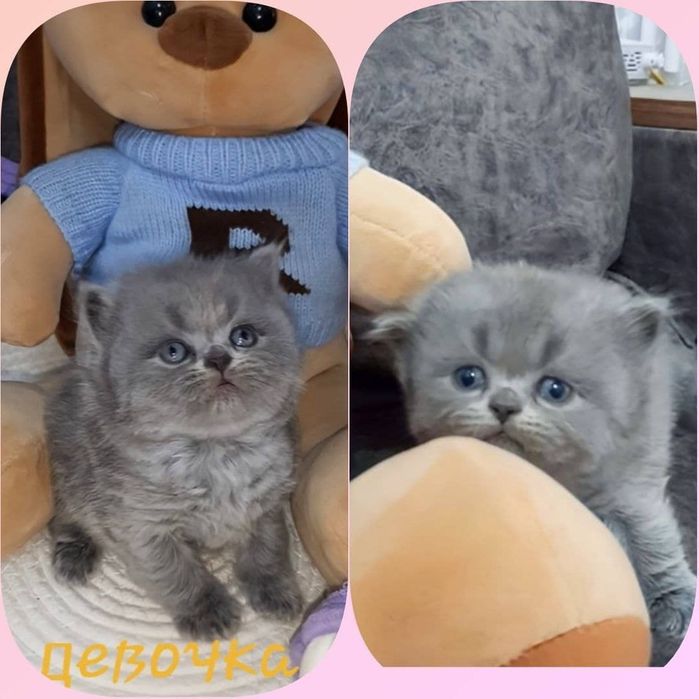 Продаю шиншиллу котят