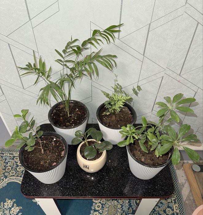 Продаются комнатные растения