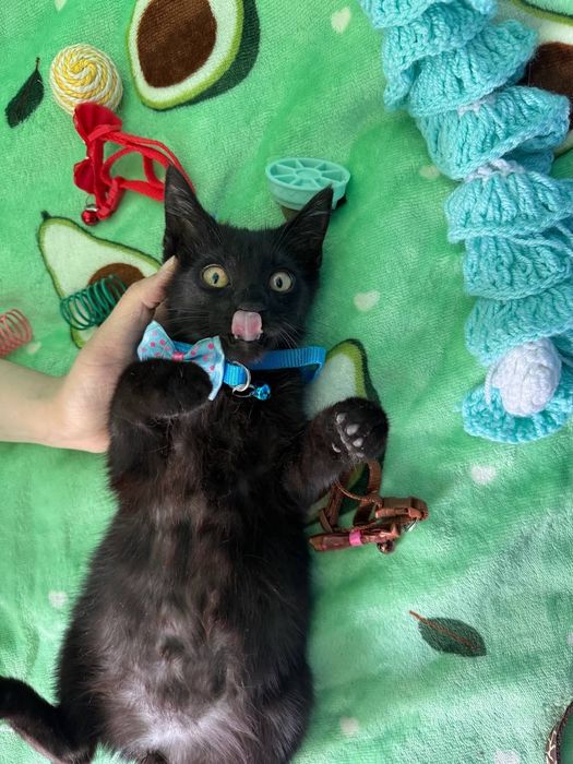 Пристраиваются котята в добрые и ответственные руки.