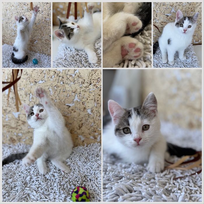 Отдам 2 котят, девочки, 3 месяца