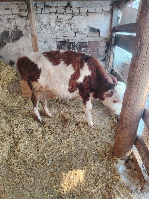 Ұрғашы  қашар сатылады