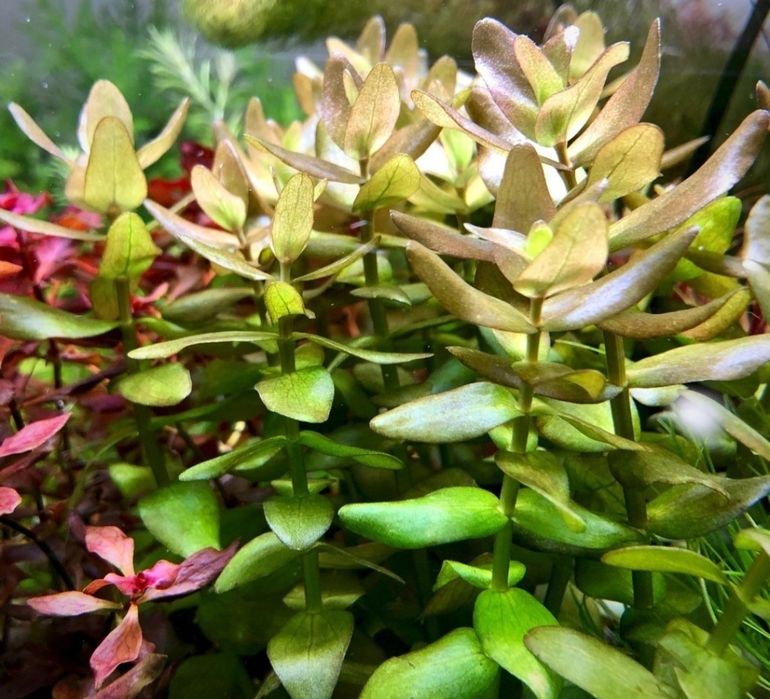 Аквариумное растение Бакопа каролинская