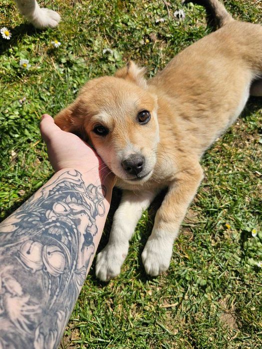 Cateluse spre adoptie