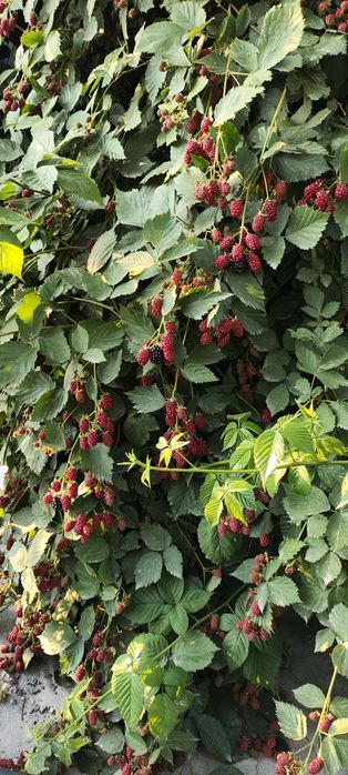 Ежемалина,малина