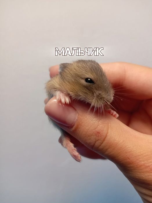 Джунгарские хомячки