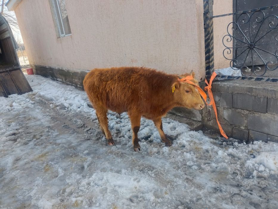 Бұқалар сатылады 10-11 айлық