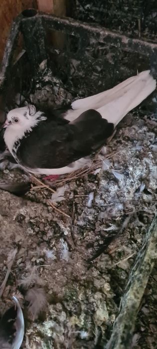 Vand Jucatori de Amara