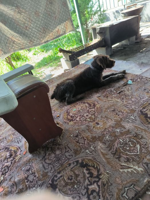 Продам щенка дратхара сука, 5 месяцев