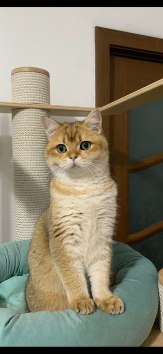 Băiețel British shorthair golden cu pedigree