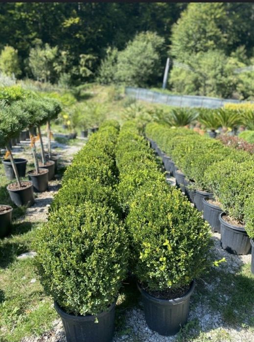 Plante Naturale din Pepiniera