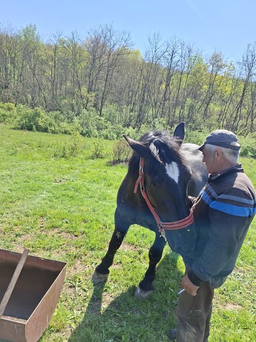 Vând mânză de 2 ani jumate