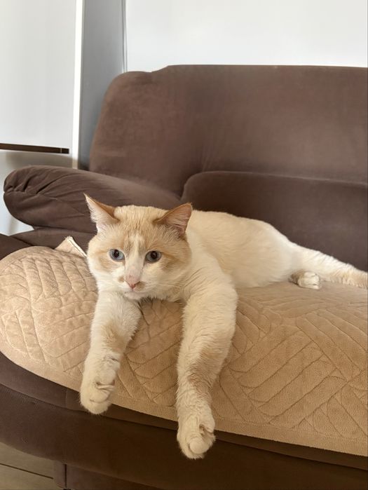 Ищем дом для кота