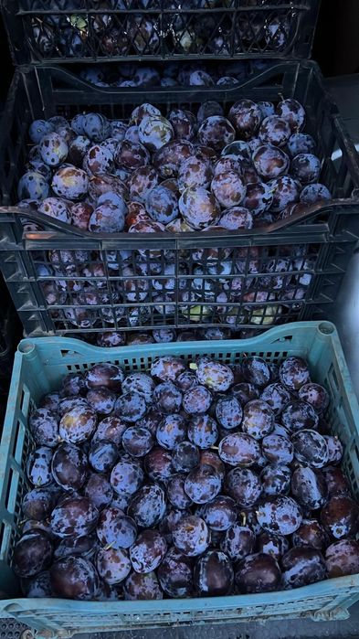 Vand prune pentru tuica sau de masa