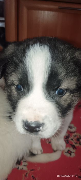 Продам щенков 2 месяца