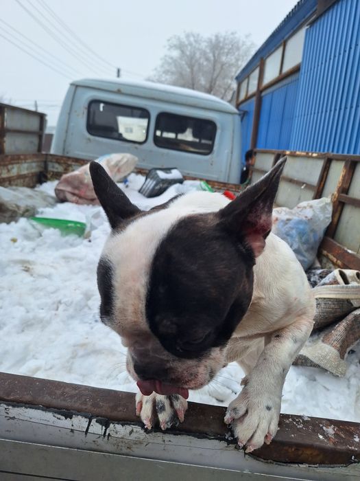 Французский бульдог