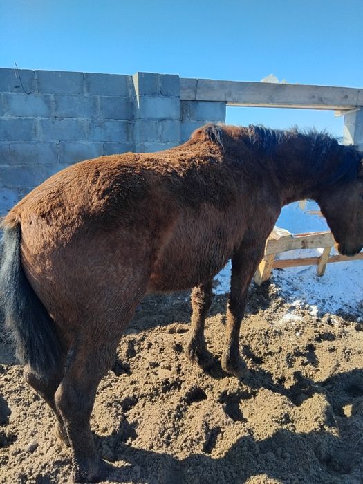 Жирные тайчики с откорма