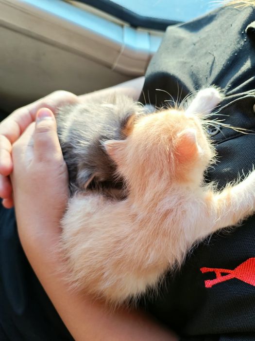 Отдам котят бесплатно!!!