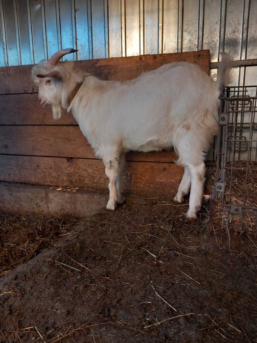 Țap de vânzare rasa Sannen