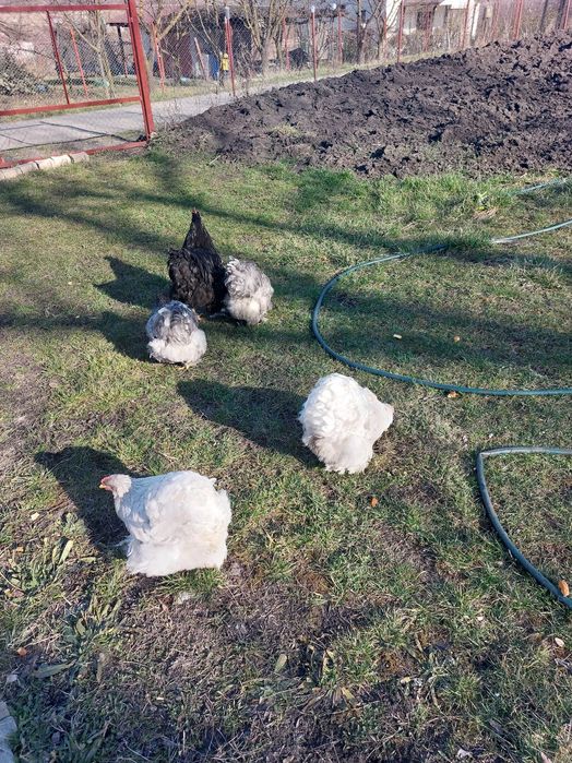 Ouă incubat Cochinchina