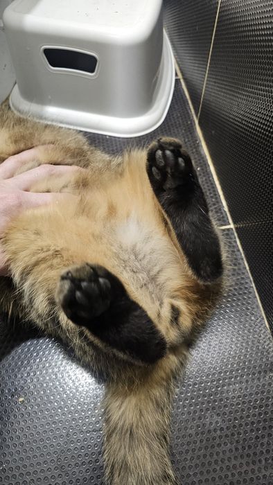 Отдам в добрые руки