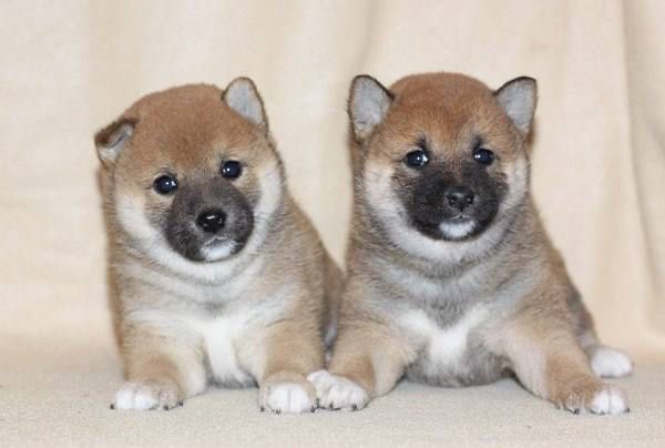 Собачки сиба ину