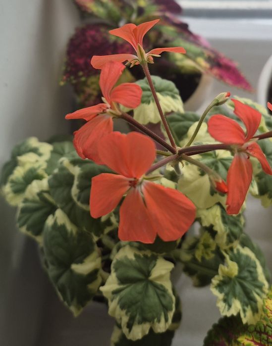 Цветы комнатные и садовые