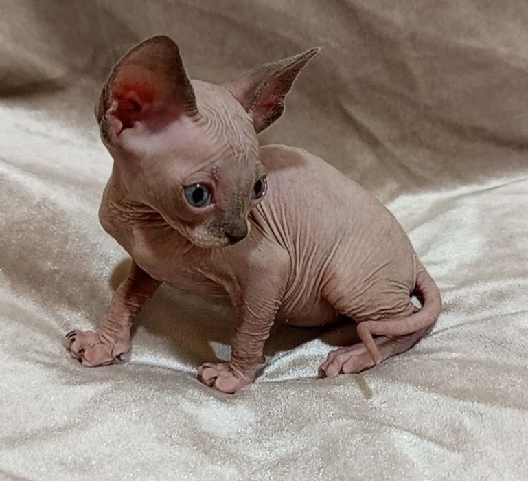 Канадский сфинкс  девочка 1 мес и 3 недели