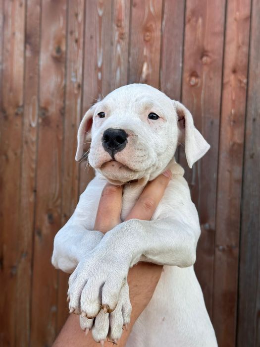 Pui Dogo Argentino femelă – sănătoasă și bine îngrijită