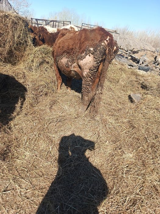 Продам корову с теленком