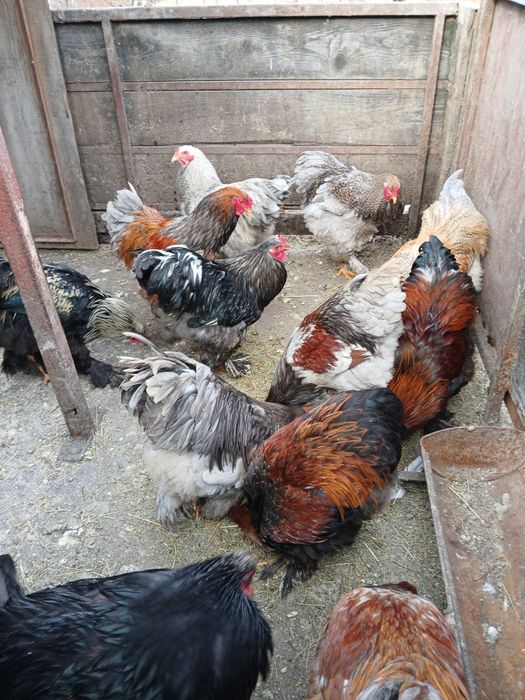 Vănd cocoși rasa brahma.