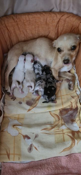 Чихопинчер с ваксина