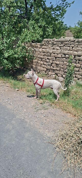 Vyazka uchun Amerkanskiy Pit bull