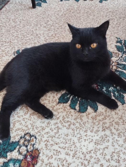 Скотиш страет срочно продаю харошой рук