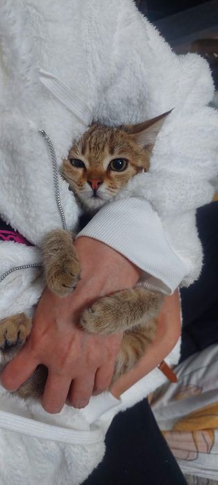 Котенок в добрые руки
