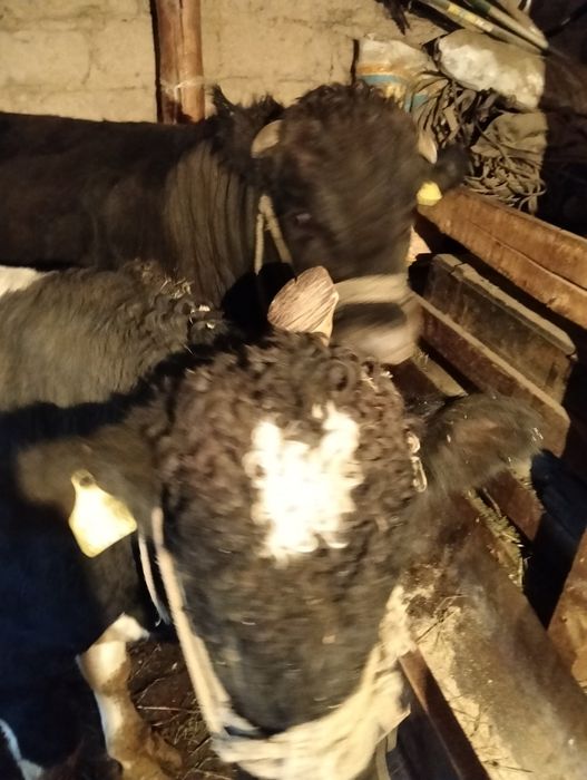 Бык Бука откорм сатылады