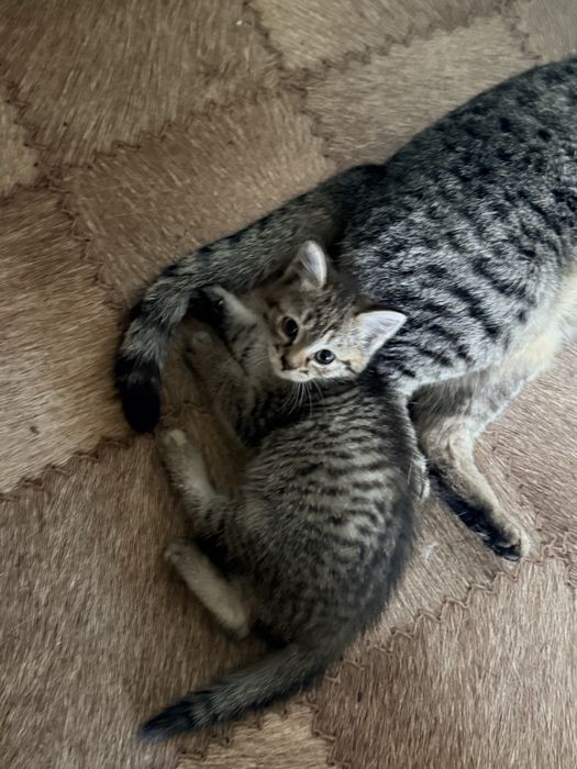 Котенок от крысоловки