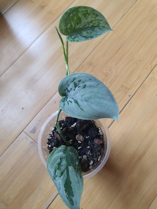 Сциндапсусы и эпипремнумы