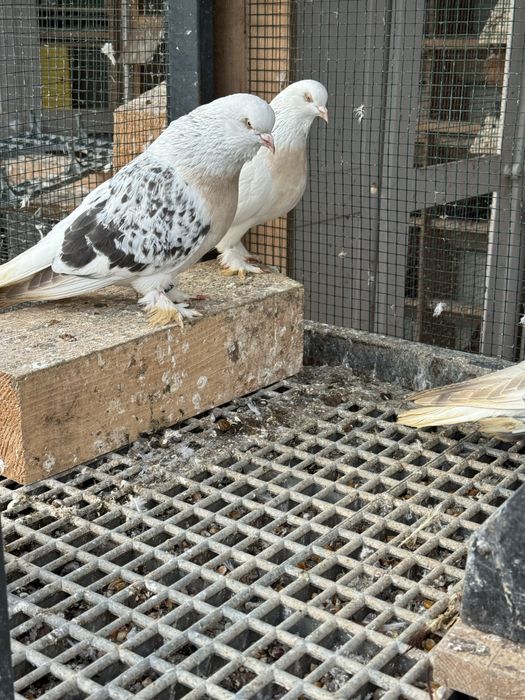 Porumbei Șebab rasa turceasca