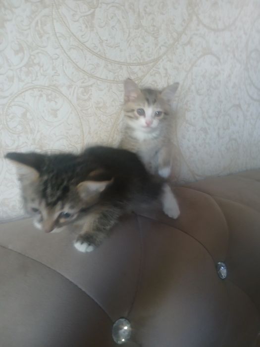 Отдам в хорошие руки