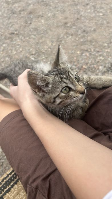Кошка,марғау өте сүйкімді марғау кішкентай