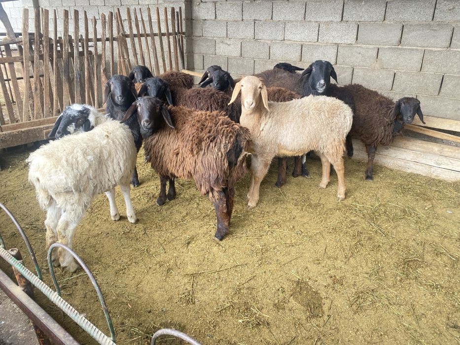 10 бас семіз тоқтылар сатылады